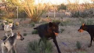 Extreme Fetch: Wolf Vs. 4 Dogs - Who Will Get The Ball? Comment Before Watching