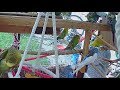 Live Budgie Parakeet Aviary Cam