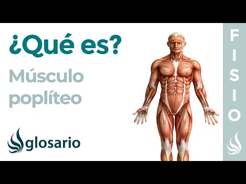 Vídeo: Origen, Función Y Anatomía Del Músculo Poplíteo - Mapas Corporales