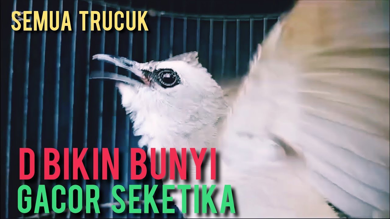 #trucukangacor NGEROL  SEMUA TRUCUK D BIKIN BUNYI GACOR  NGALAS NGROPEL MENDENGARNYA  ...