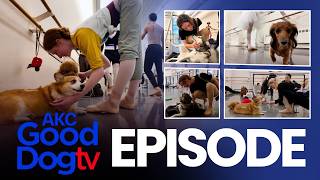 Inside the Dog-Friendly World of American Balle...