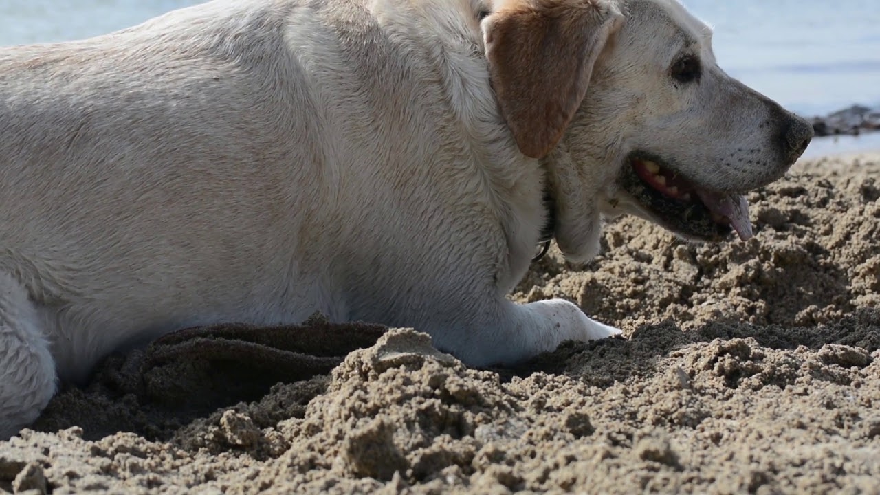 Billy at the Beach