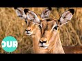 The journey of a newborn impala learning to survive  our world