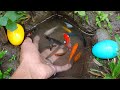 Find colorful ornamental fish, koi fish, goldfish, catfish, snakehead fish, betta fish, lobsters