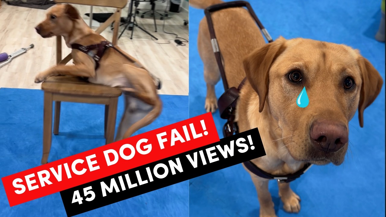 Viral Service Dog Video: How to Train Your Service Dog to find a seat, grounding task, and even an alert!