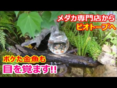 メダカ専門店の金魚をビオトープに入れる！ ボケた金魚も野性に