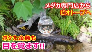 ビオトープ　池　金魚　メダカ メダカ専門店の金魚をビオトープに入れる！ ボケた金魚も野性に