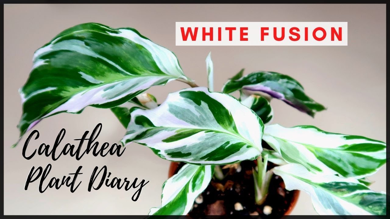 CALATHEA WHITE FUSION PLANT DIARY + CARE TIPS | Myra Murison