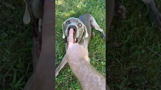 Boop! #weimaraner #dog #weim #cutepet #sweetpuppy #cutepuppy #puppy