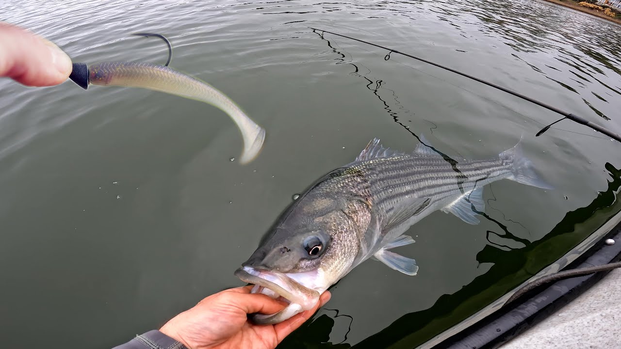 Parasites Striped Bass and Robins (Catch and Cook) YouTube