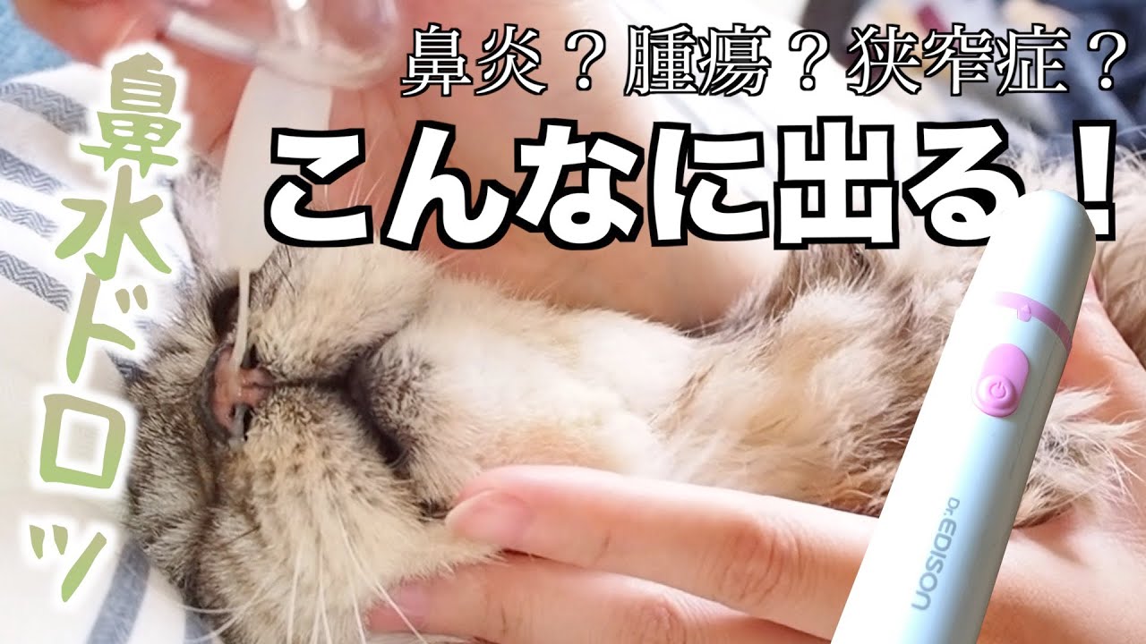 じと目猫のみゅう スッキリ慢性鼻ズビ 電動鼻水吸引器でどれだけ取れるのか 1 Youtube