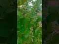 🚜farming life 🌾#viral #automobile #trending #shorts #shortvideo