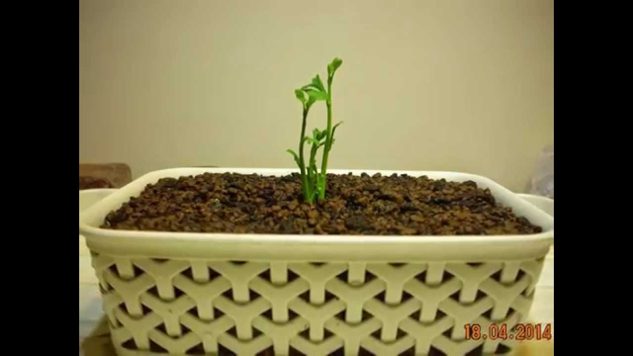 Evolución Ginkgo biloba desde semilla