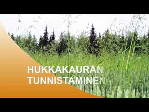 Video: Missä viljanviljelyä harjoitetaan?