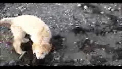 When Goldendoodles & Whippets go to the Beach!