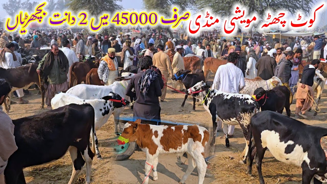 5 December 2025 دیہات کی سستی کیٹل مارکیٹ کوٹ چھٹہ آسٹریلین فریزن بچھڑیاں خریدیں