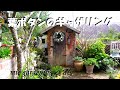 【素敵な庭造り】＃葉ボタンとシルバーリーフのギャザリング　＃葉ボタンの寄せ植え　＃葉ボタンで作るオシャレなリース