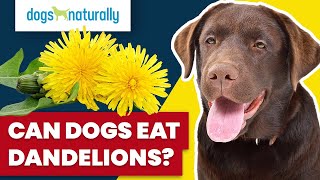 Can Dogs Eat Dandelions?