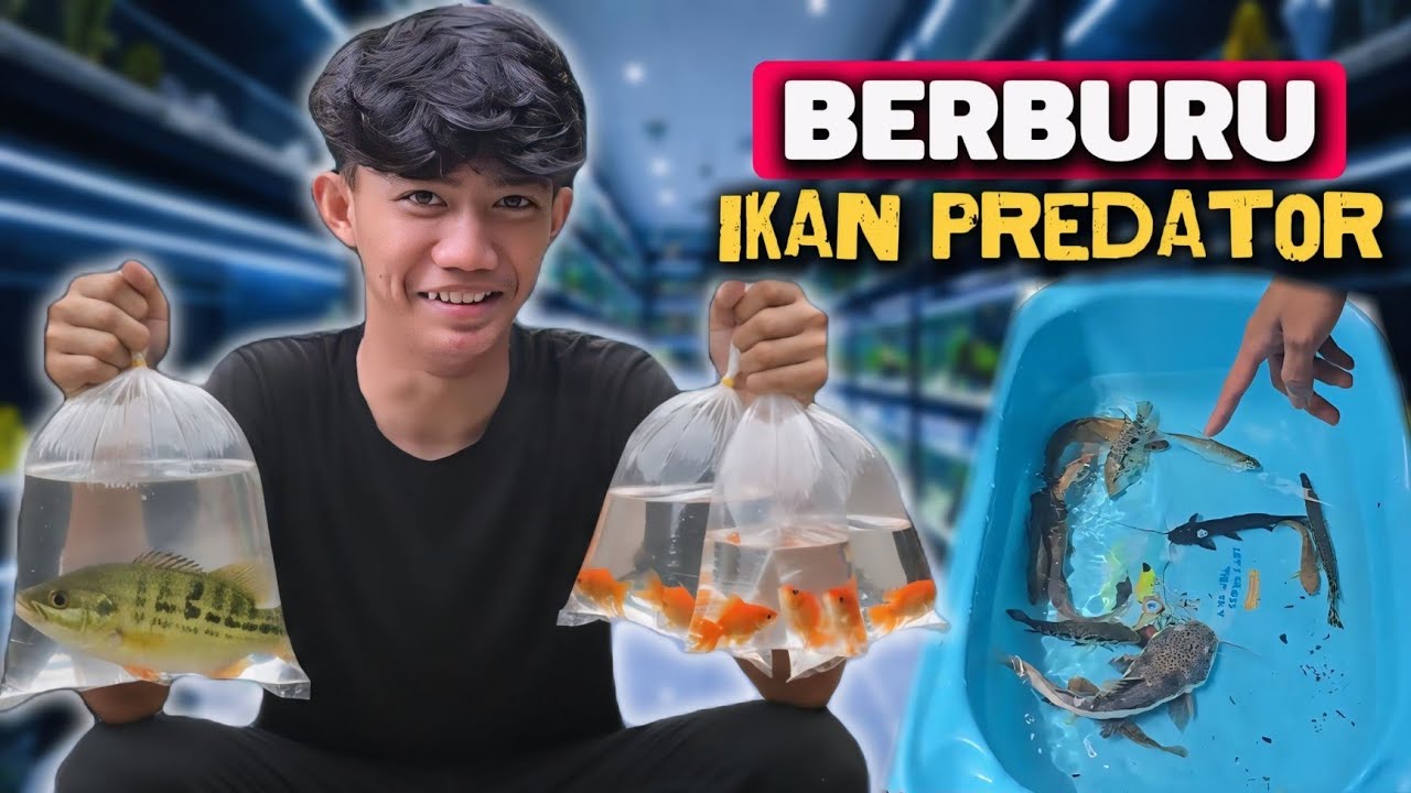 BELI IKAN & PERLENGKAPAN AQUARIUM UNTUK TANK PERDATOR!!!!