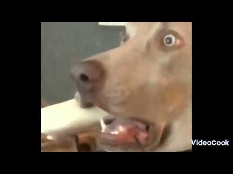 собака Бубка боб смеётся - YouTube