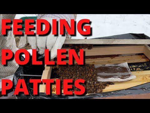 Feeding Pollen Patties