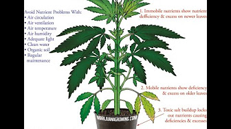 大麻种植教学 Youtube