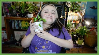 🌱 chatty repot 🌿 | updates