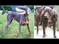 दुनिया के सबसे खूंखार कुत्ते जिन्हें सरकार ने बॅन कर दिया है | 10 Most Illegal Dogs In The World