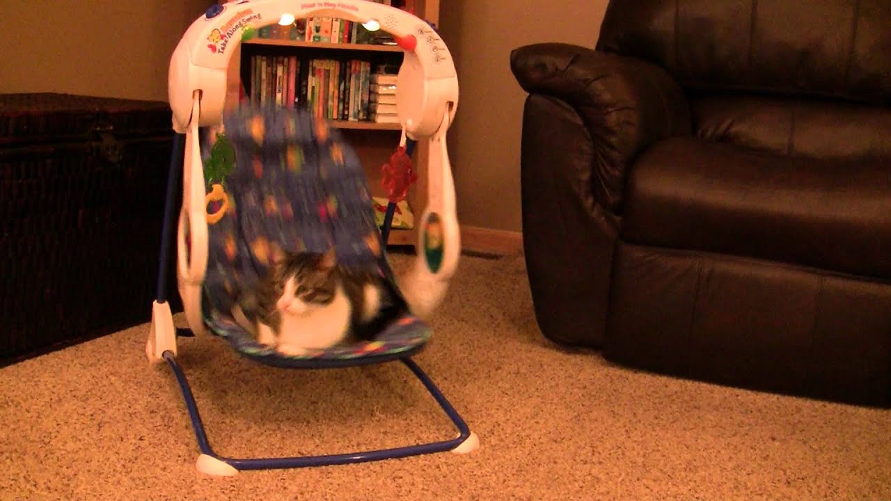 Kitten in baby swing YouTube