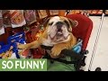 English Bulldog goes shopping at the pet store