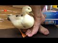 【コールダック】父ちゃんを追いかけまくるブッチーくん