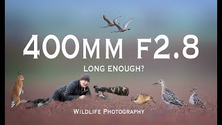 Shorebird Photography Is 400mm Long Enough