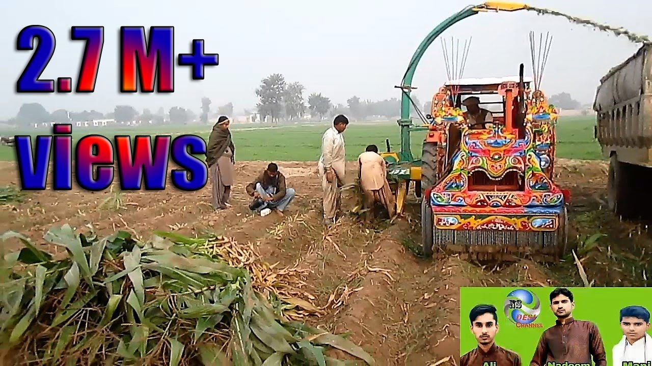 Corn Silage Harvesting with Celmak Stationary Silage Machine IN PAKSTIN LAYYAH 2019 NS DESI CHANNEL