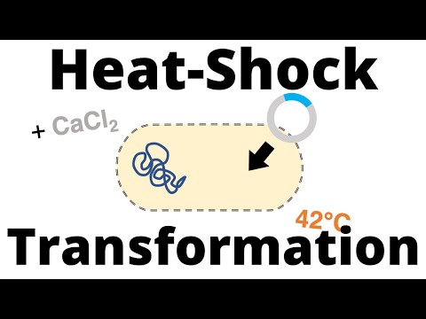 Videó: Miért használjunk hővel elpusztított baktériumokat?