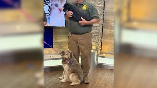 Adopt a Pet: Meet Dumplin and Soy Sauce!