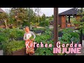 Kitchen garden in june updates tips functional design food flowers  medicine