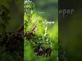 Broad tailed Grassbird Wallpaper #2 #birds #grassbird #pune #ajinxdartist