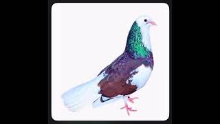 Dönek Muradiye Güvercin (Koparan Kardesler) Resimi