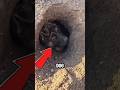 This Dog Got Stuck In A Dirt Tunnel 🐶♥️