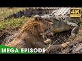 Battle For Survival In The Predator Kingdom Full Episode Nature Animal Documentary