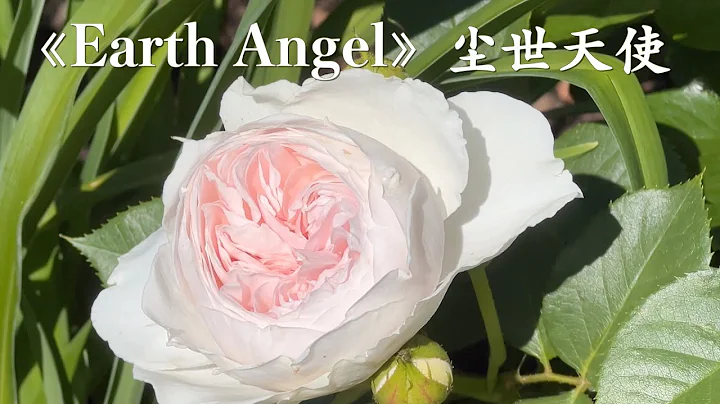 69 地栽2个月的《尘世天使》闪闪发光，仙气飘飘，简直就是坠入凡间的天使 Two month old Bare-root《Earth Angel Rose》is now blooming - DayDayNews