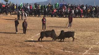 Goru Judhai Gorkha Ghairung ~ गोरु जुधाई गोरखा घैरुङ