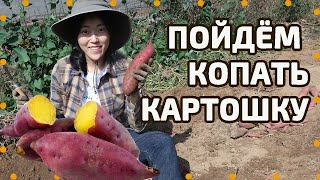 На уборку урожая сладкого картофеля! Как готовить и есть батат по-корейски
