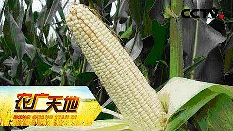 《農廣天地》糯玉米種植及加工技術 20180731 | CCTV農業 - 天天要聞