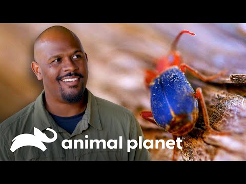 Vídeo: Os falsos besouros bombardeiros são perigosos para os humanos?