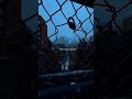 Sia - Snow Man | Lyrics | Aesthetics | #shorts #lyrics