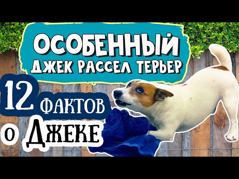 Странности ДЖЕК РАССЕЛ ТЕРЬЕРА. Несколько интересных фактов о Джеке
