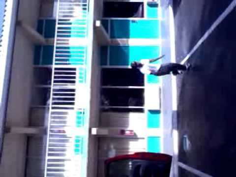 The frog climber
