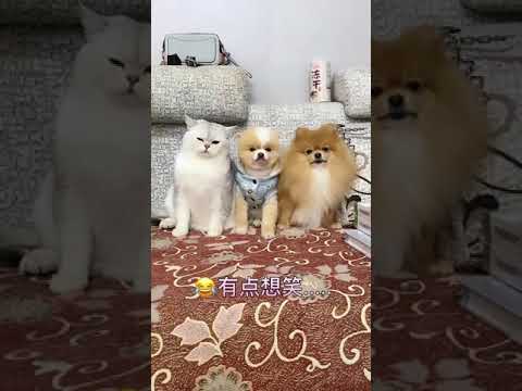 Cute Puppy lovely  Care #short #2644
