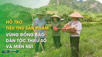 Hỗ trợ tiêu thụ sản phẩm vùng đồng bào dân tộc thiểu số và miền núi | Thái Nguyên TV